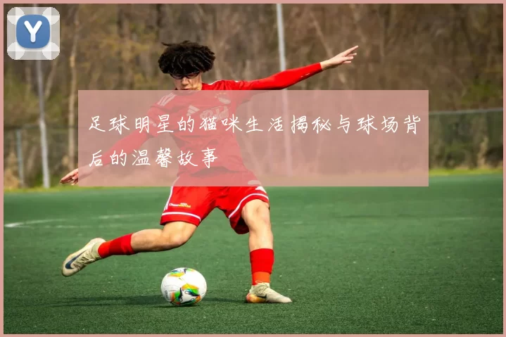 足球明星的猫咪生活揭秘与球场背后的温馨故事
